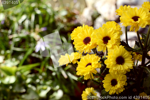 Image of Small yellow chrysanthemum santini vimini flowers