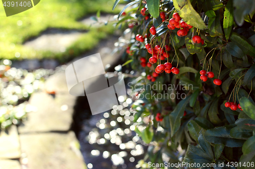 Image of Red pyracantha berries in a rural garden