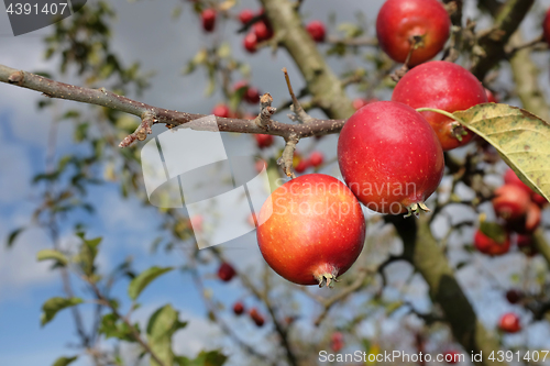 Image of Malus Rosehip crab apples