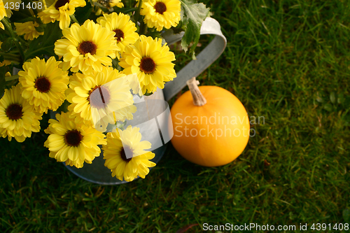 Image of Bright yellow chrysanthemum blooms in a metal pitcher