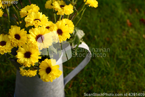 Image of Yellow chrysanthemum flowers in a metal jug