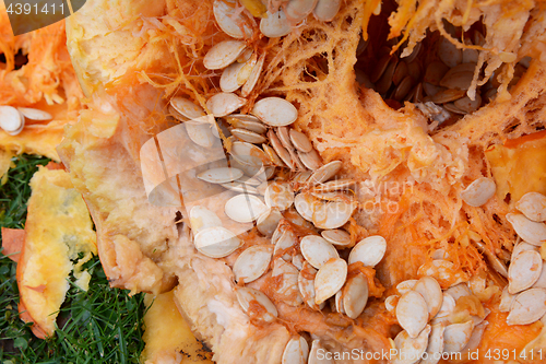 Image of Numerous oval pumpkin seeds among stringy flesh
