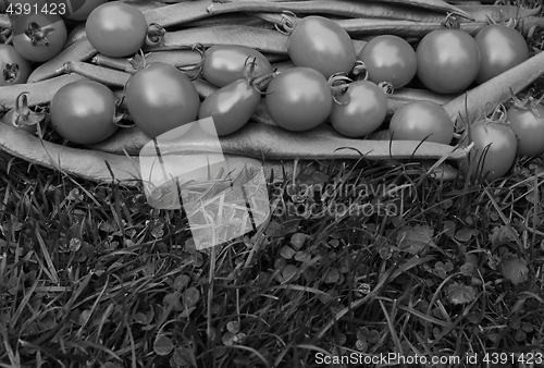 Image of Row of tomatoes on runner beans