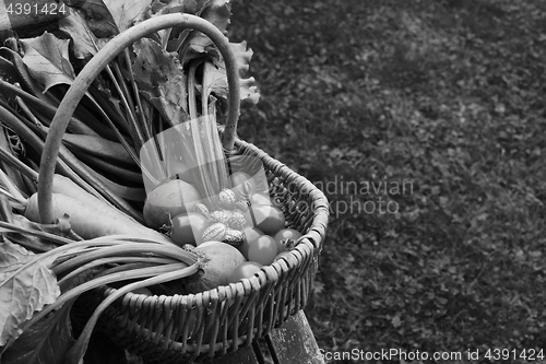 Image of Woven basket filled with freshly harvested vegetables from an al