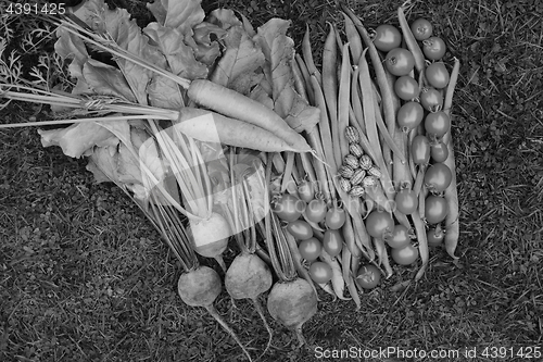 Image of Selection of fresh produce from vegetable garden