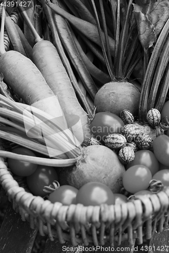 Image of Fresh produce from a vegetable garden gathered in a basket 