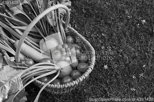 Image of Rustic basket filled with fresh vegetables from an allotment