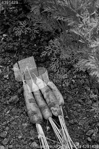 Image of Freshly harvested carrots on the soil 