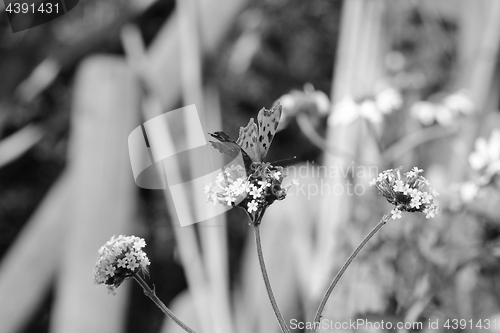 Image of Comma butterfly drinking nectar from verbena flowers