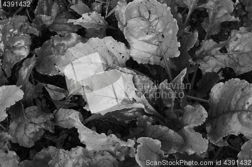 Image of Dense foliage of beetroot plants