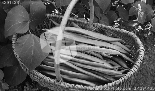 Image of Woven basket filled with freshly picked runner beans