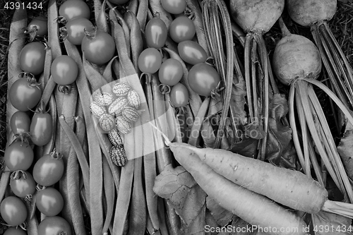 Image of Vegetables freshly gathered from the allotment