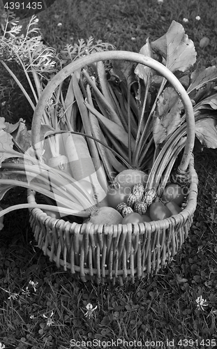 Image of Wicker basket with a selection of allotment vegetables