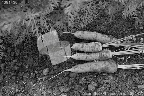 Image of Four carrots newly harvested from vegetable garden