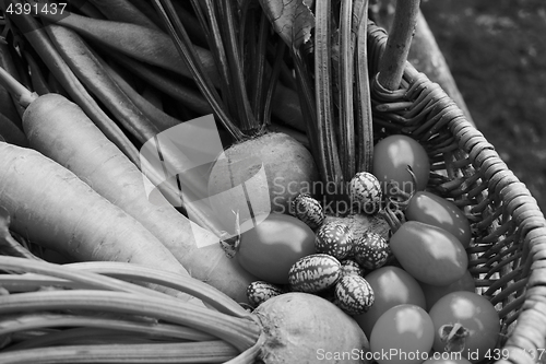 Image of Freshly harvested vegetables from the allotment in a basket