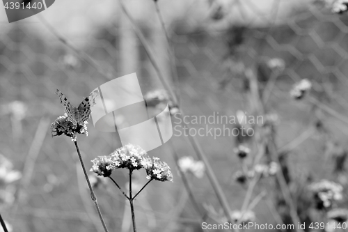 Image of Comma butterfly sits on verbena flowers 