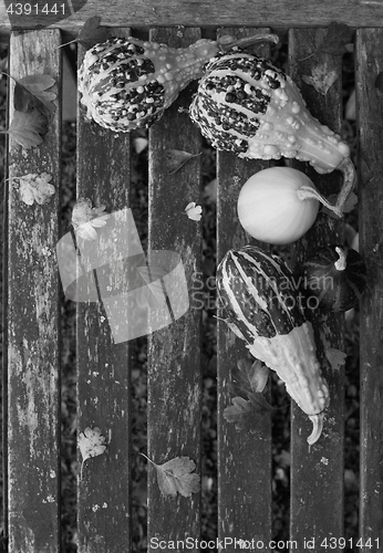 Image of Ornamental gourds with fall leaves on a rustic bench