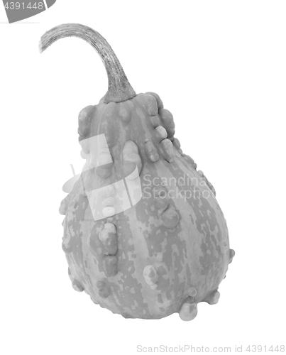 Image of Pale pear-shaped ornamental gourd