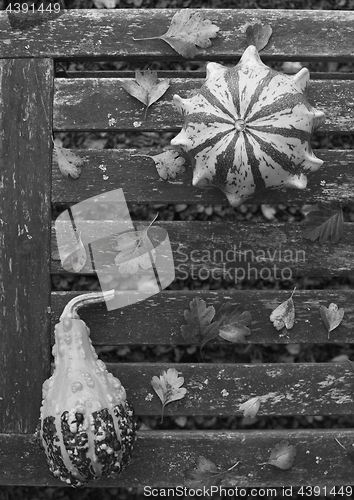 Image of Crown of Thorns and pear-shaped gourd on weathered bench