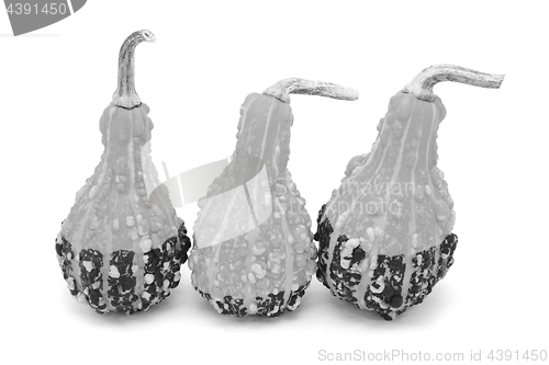 Image of Three pear-shaped warty ornamental gourds 