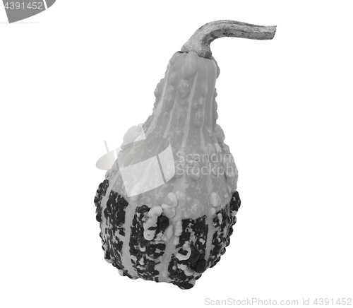 Image of Pear-shaped ornamental gourd 