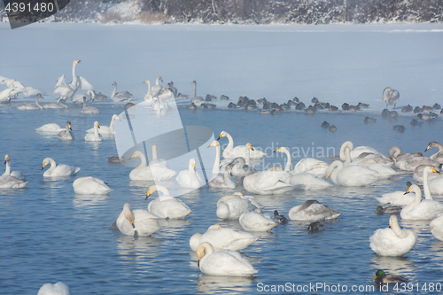 Image of Beautiful white whooping swans