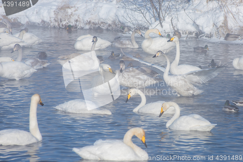 Image of Beautiful white whooping swans