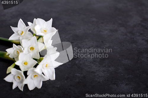 Image of Fragrant white narcissus flowers on dark grey background