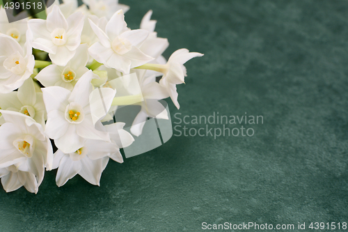 Image of White narcissus flowers on mottled green background 