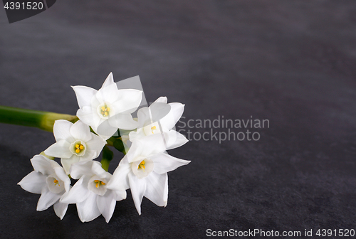 Image of Stem of  white narcissus with six flowers