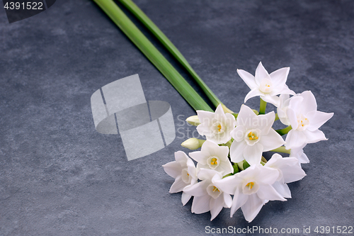 Image of Two stems of small white narcissus flowers