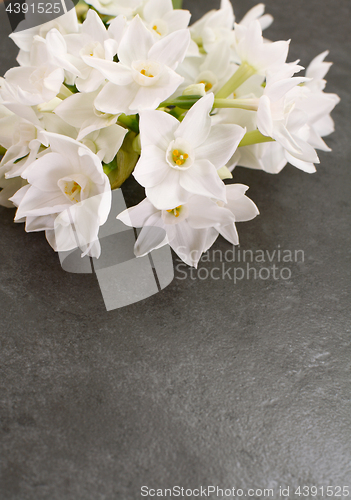 Image of Cluster of white narcissus blooms on mottled grey background