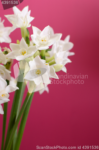 Image of Blooming white narcissus against pink background