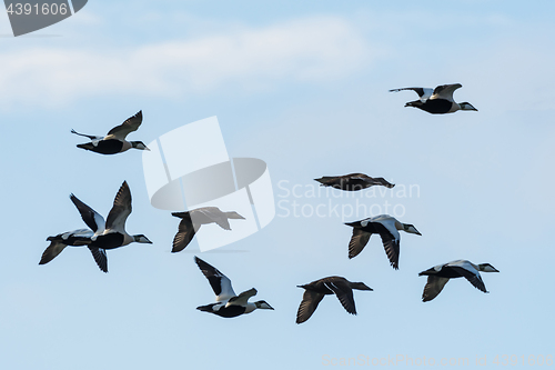 Image of Flying Eiders om migration