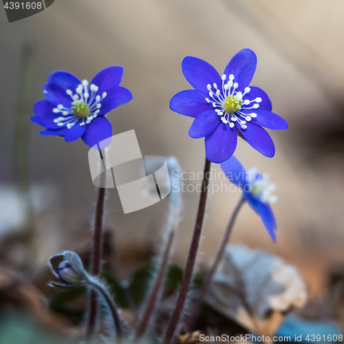 Image of Blue Anemone flowers