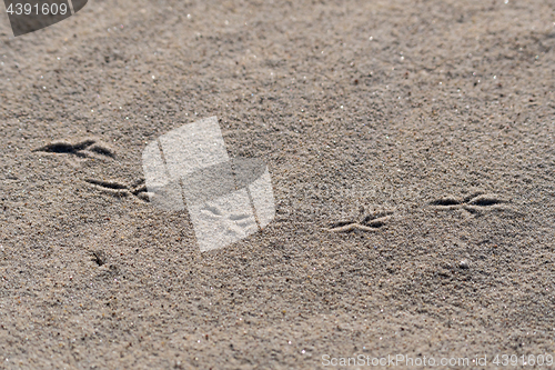 Image of Birds footprints in the sand