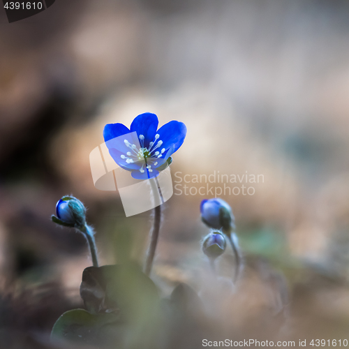 Image of Beautiful Blue Anemone flower and buds