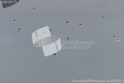 Image of Lots of migrating Lapwings