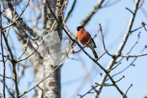 Image of Male Bullfinch feeding in a tree