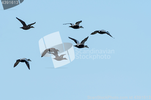 Image of Migrating flock with Eider ducks