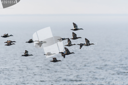 Image of Migrating flock with ducks