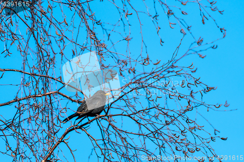 Image of Singing Blackbird in a beautiful spring season day