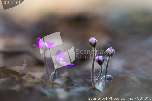 Image of Hepatica buds on the forest ground