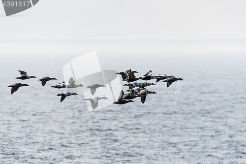 Image of Flock with migrating Common Eiders