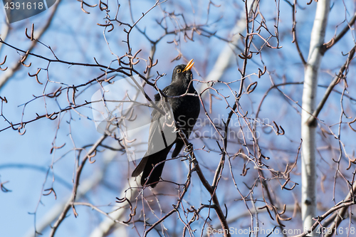 Image of Male Blackbird singing from a tree