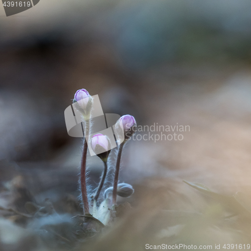 Image of The first wildflower buds by spring season