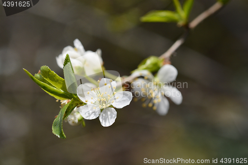 Image of White cherry flowers