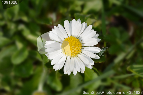 Image of Common daisy