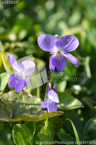 Image of Violet flowers