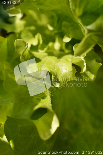 Image of Salad close up